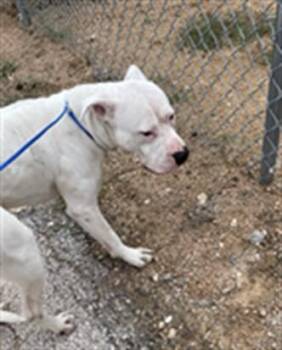 Pit Bull Terrier Dogs Available for Adoption in Killeen, Texas - LOKI | PetCurious