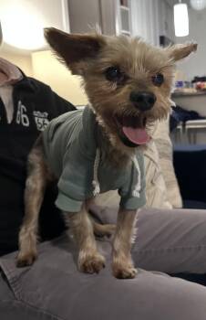 Stanley -  Yorkshire Terrier Dog for Adoption in New York, New York - Stanley | PetCurious
