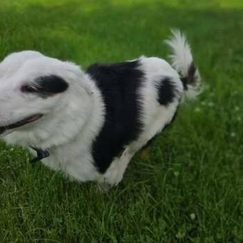 Annie Oakley -  Australian Shepherd and Mixed Breed Dog for Adoption in Alma, Wisconsin - Annie Oakley | PetCurious