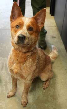 Cooper -  Fox Terrier and Mixed Breed Dog for Adoption in Bowling Green, Kentucky - Cooper | PetCurious