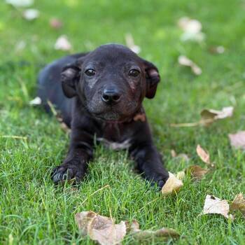 Dobby — aka Lil Bit -  Black Labrador Retriever and Black Mouth Cur Dog for Adoption in Wantagh, New York - Dobby — Aka Lil Bit | PetCurious