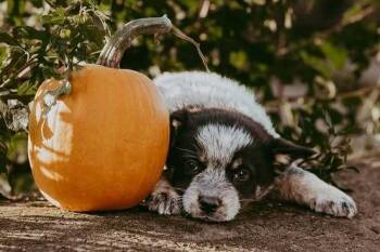 Gummy Bear -  Australian Cattle Dog Blue Heeler Dog for Adoption in Waunakee, Wisconsin - Gummy Bear | PetCurious