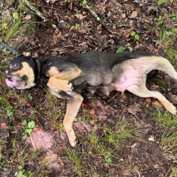 Missy -  Australian Cattle Dog Blue Heeler and Shepherd Dog for Adoption in Hohenwald, Tennessee - Missy | PetCurious