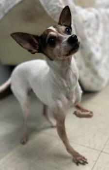 Stella -  Chihuahua and Mixed Breed Dog for Adoption in Lowell, Massachusetts - Stella | PetCurious