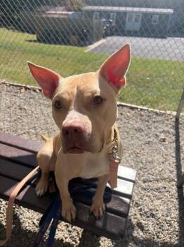 Carrie -  Pit Bull Terrier Dog for Adoption in Sayreville, New Jersey - Carrie | PetCurious