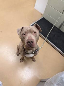 Pit Bull Terrier and Mixed Breed Dogs Available for Adoption in Minneapolis, Minnesota - DOM | PetCurious
