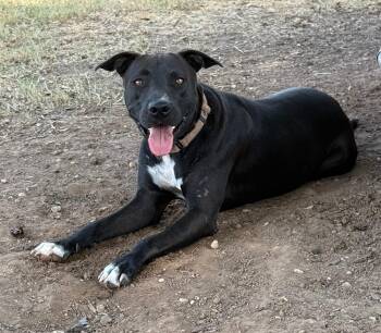 Cyrus -  American Staffordshire Terrier Dog for Adoption in Harlingen, Texas - Cyrus | PetCurious