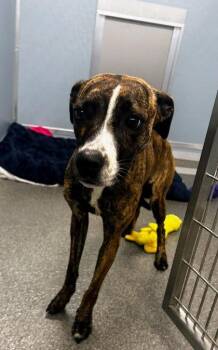 Sofie -  Mixed Breed Dog for Adoption in Munster, Indiana - Sofie | PetCurious