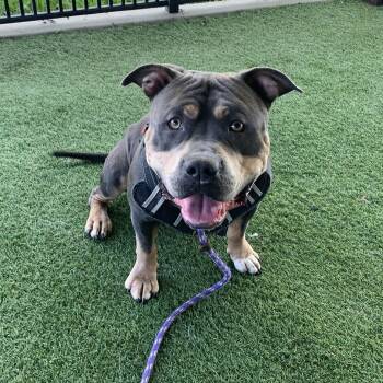 American Bully Dogs Available for Adoption - Evander | PetCurious