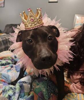 Terrier and Pit Bull Terrier Dogs Available for Adoption in Homestead, Florida - Lingo | PetCurious