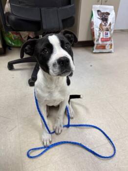 Pit Bull Terrier and Mixed Breed Dogs Available for Adoption in Killeen, Texas - SPAGHETTI | PetCurious