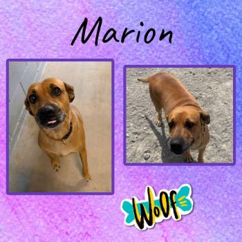Marion -  Labrador Retriever and Mountain Cur Dog for Adoption in Monticello, Indiana - Marion | PetCurious