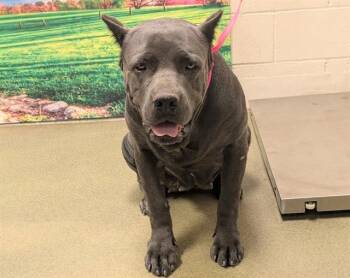 A553089 -  Cane Corso and Mixed Breed Dog for Adoption in Moreno Valley, California - A553089 | PetCurious