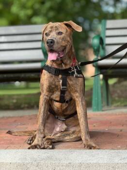 Rescue Mixed Breed Dogs for Adoption in West Chester, Pennsylvania - Axle Fka Cricket | PetCurious