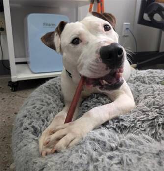 Boxer and Mixed Breed Dogs Available for Adoption in Omaha, Nebraska - TOFU | PetCurious