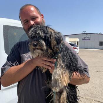 Yosi -  Yorkshire Terrier and Schnauzer Dog for Adoption in Fresno, California - Yosi | PetCurious