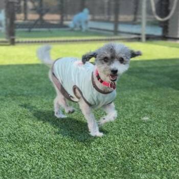 Terrier Dogs Available for Adoption in Los Angeles, California - Karla A1633175 | PetCurious