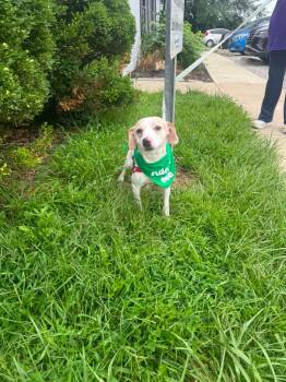 Tucker -  Jack Russell Terrier and Beagle Dog for Adoption in Marion, Ohio - Tucker | PetCurious