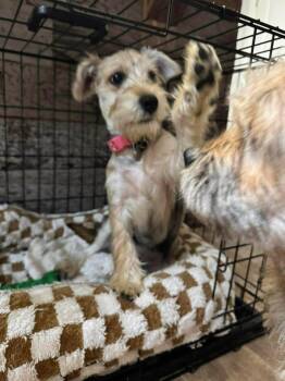 Schnauzer Dogs Available for Adoption in Shawnee, Oklahoma - Peaches | PetCurious