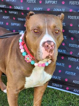 Pebbles -  American Staffordshire Terrier and Staffordshire Bull Terrier Dog for Adoption in Newport Beach, California - Pebbles | PetCurious