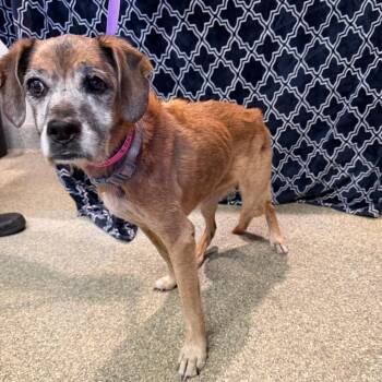 Lola -  Boxer Dog for Adoption in San Gabriel, California - Lola | PetCurious