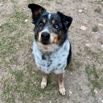 Australian Cattle Dog Blue Heeler Dogs Available for Adoption in Kerrville, Texas - Grace #271.26 | PetCurious