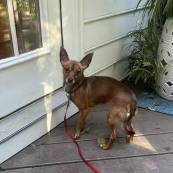 Esther -  Chihuahua and Mixed Breed Dog for Adoption in Wake Forest, North Carolina - Esther | PetCurious