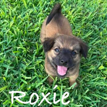 Roxie -  Golden Retriever and German Shepherd Dog Dog for Adoption in Plainfield, Connecticut - Roxie | PetCurious