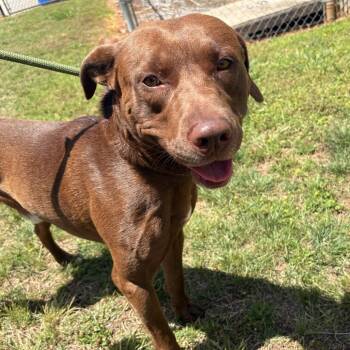 Wanderer / Wonderful -  Mixed Breed Dog for Adoption in Greenville, South Carolina - Wanderer / Wonderful | PetCurious