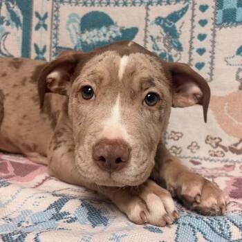 Tulip -  American Bully Dog for Adoption in Waterloo, Iowa - Tulip | PetCurious