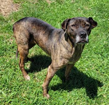 Ellie -  Boxer and German Shepherd Dog Dog for Adoption in Lisbon, Ohio - Ellie | PetCurious