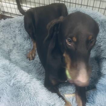 Rescue Doberman Pinscher Dogs for Adoption in Houston, Texas - Hazel! Gentle And Docile! | PetCurious