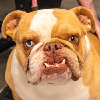 English Bulldog Dogs Available for Adoption - Jackson | PetCurious