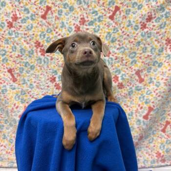 Chihuahua Dogs Available for Adoption - Cosmo | PetCurious