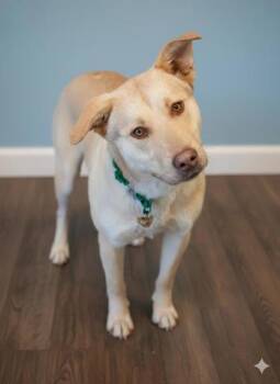 Labrador Retriever and Mixed Breed Dogs Available for Adoption - Sailor | PetCurious