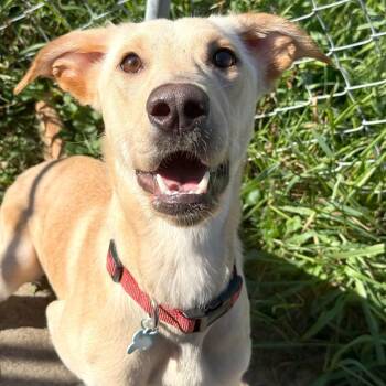 Stevie -  Yellow Labrador Retriever and Mixed Breed Dog for Adoption in Owosso, Michigan - Stevie | PetCurious