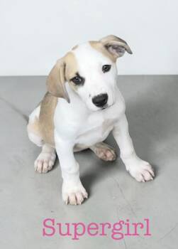 Boxer Dogs Available for Adoption in Semmes, Alabama - Supergirl | PetCurious