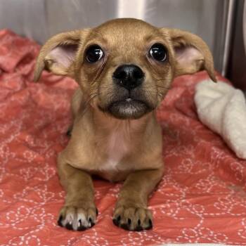 Chihuahua Dogs Available for Adoption in Palm Springs, California - Flora | PetCurious