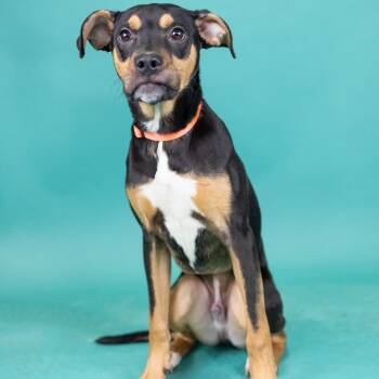 Buddy -  Boxer Dog for Adoption in Portland, Oregon - Buddy | PetCurious