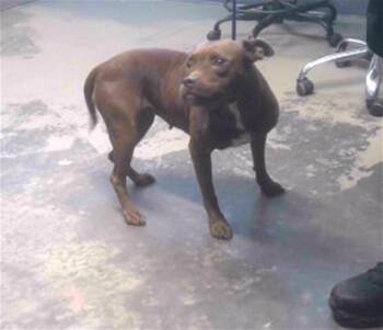 Rescue American Staffordshire Terrier and Mixed Breed Dogs for Adoption in Tallahassee, Florida - SASSY | PetCurious