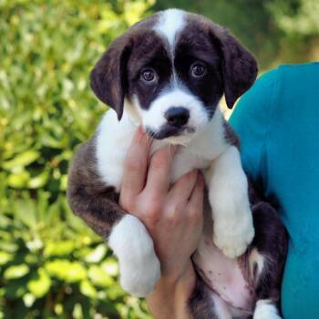 CT Birdie -  Cattle Dog and Australian Cattle Dog Blue Heeler Dog for Adoption in Eastford, Connecticut - CT Birdie | PetCurious