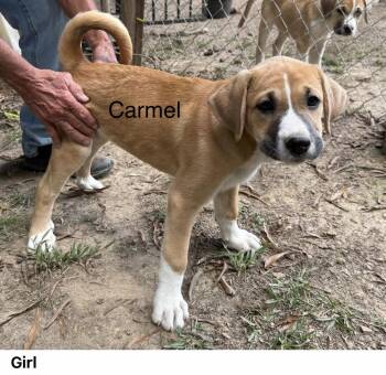 Rescue Mixed Breed Dogs for Adoption in Madison, Wisconsin - Carmel | PetCurious