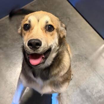 Francine -  Shepherd and Husky Dog Available for Adoption in Show Low, Arizona - Francine | PetCurious