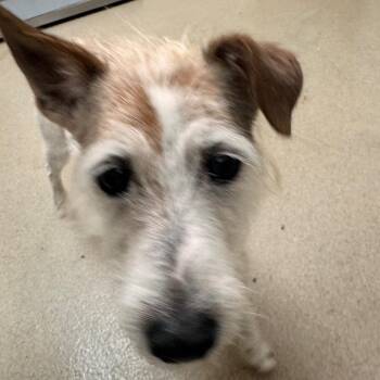 Wish Bone -  Jack Russell Terrier Dog for Adoption in Lynchburg, Virginia - Wish Bone | PetCurious