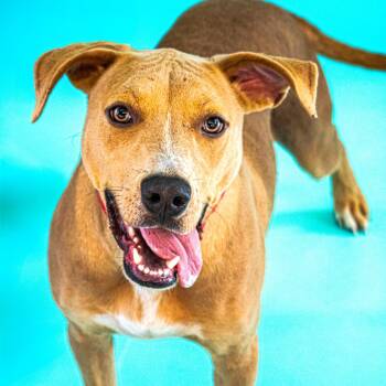 Rescue Mixed Breed Dogs for Adoption in Wilmington, Delaware - Dill | PetCurious