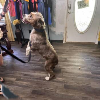 Klaus -  American Staffordshire Terrier and Australian Shepherd Dog for Adoption in Sequatchie, Tennessee - Klaus | PetCurious