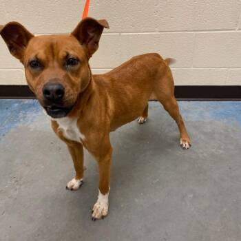 Mixed Breed Dogs Available for Adoption in Memphis, Tennessee - ZITA | PetCurious