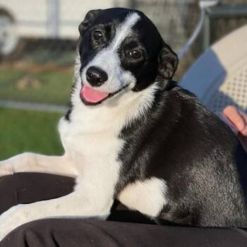 Nyx (p) -  Mixed Breed Dog for Adoption in New York, New York - Nyx (p) | PetCurious