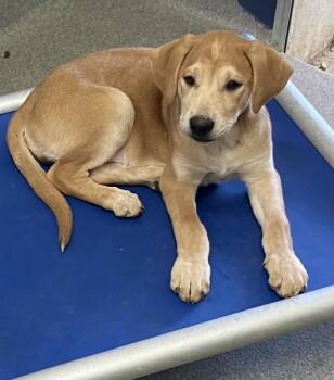 Mixed Breed Dogs Available for Adoption - Juniper 2 Months Female Ava 4/15 | PetCurious