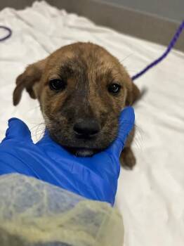 BEVERLY -  Labrador Retriever and Mixed Breed Dog for Adoption in Las Vegas, Nevada - BEVERLY | PetCurious